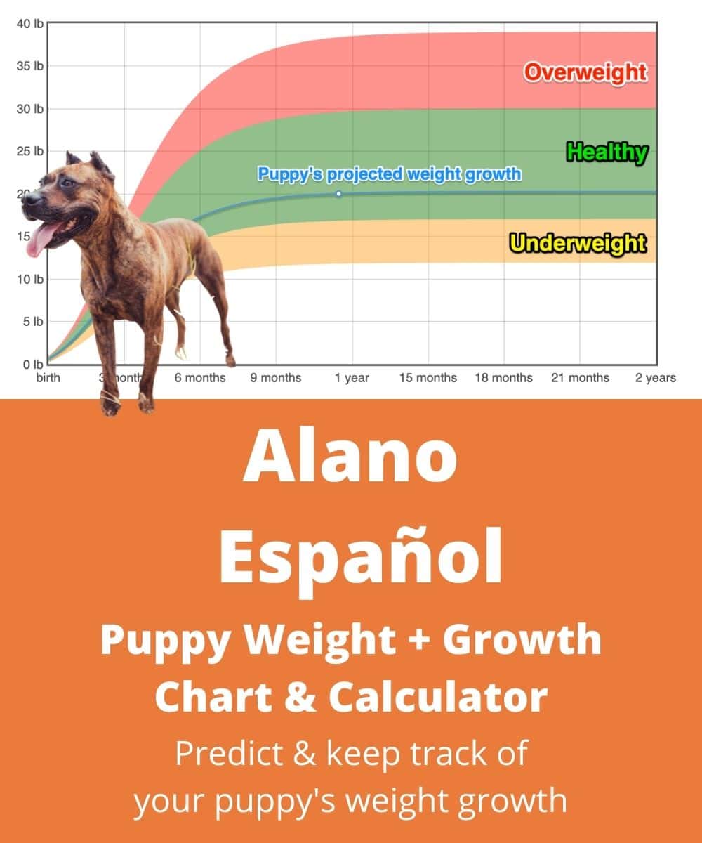 alano-espanol Puppy Weight Growth Chart
